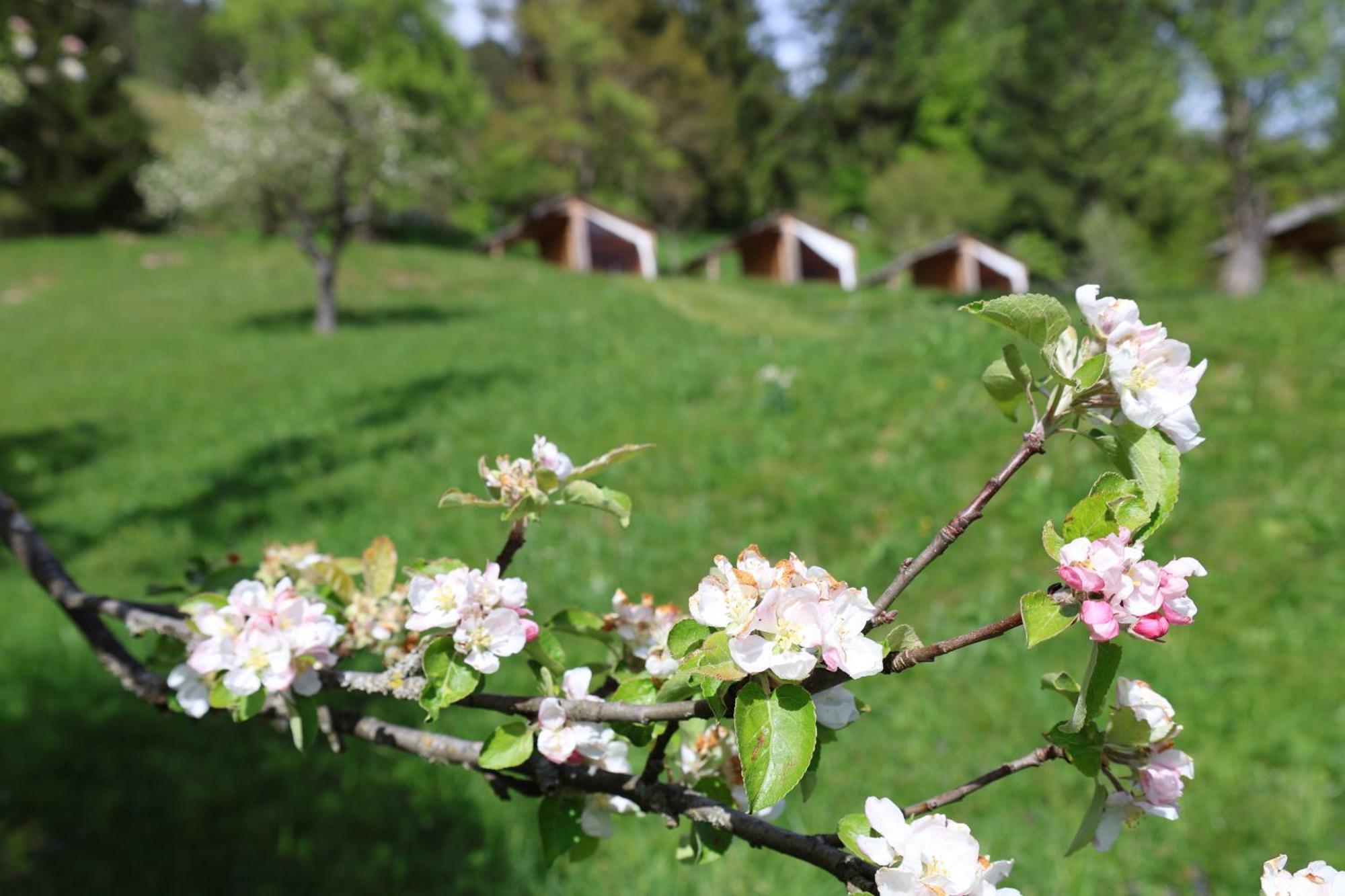 도브예 Mountain View Glamping 빌라 외부 사진