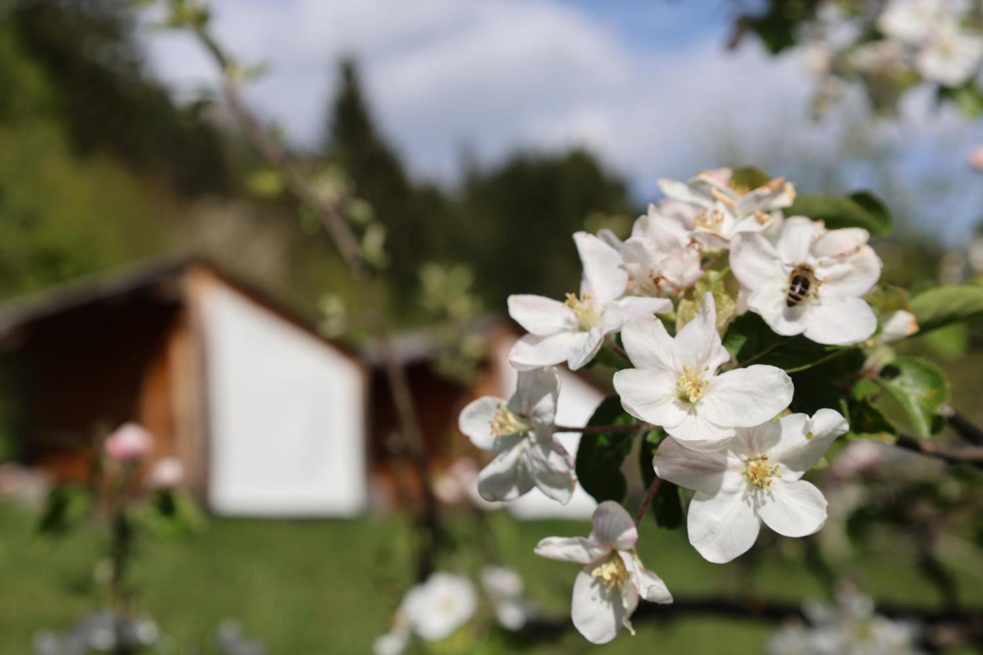 도브예 Mountain View Glamping 빌라 외부 사진